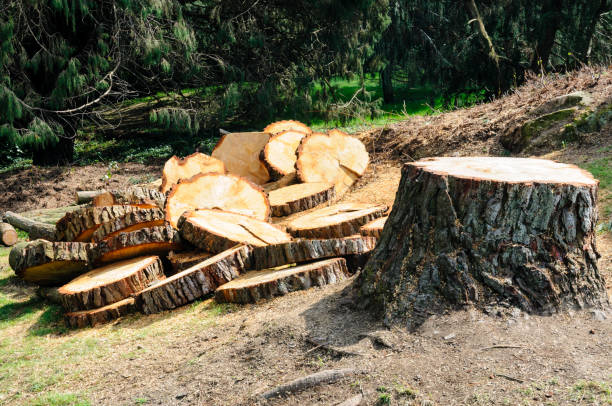 Best Stump Grinding and Removal  in Downey, CA